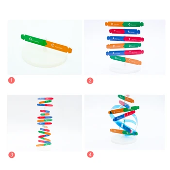  Интерактивная игрушка Биологическая научная игрушка ДНК-головоломка для